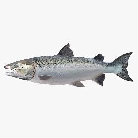 3D Dell Desktop Set v1 model